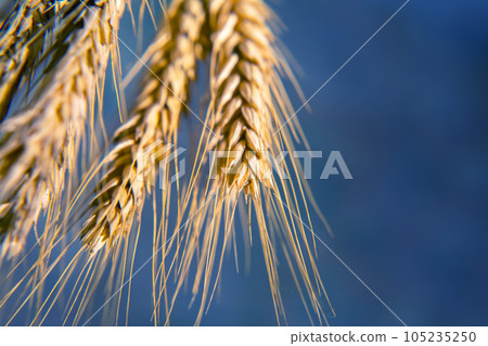 Ears of wheat close-up. agronomy and plant botany 105235250