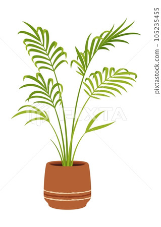 Nikau palm in pot, vector tropical plant with feather-like leaves and a tall slender trunk. Office houseplant with lush green foliage, native to New zealand, Ideal for indoor or outdoor decoration Nikau palm in pot, vector tropical plant with feather-like leaves and a tall slender trunk. Office houseplant with lush green foliage, native to New zealand, Ideal for indoor or outdoor decoration 105235455