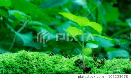 苔蘚中綻放的新芽 苔蘚中綻放的新芽 105235678