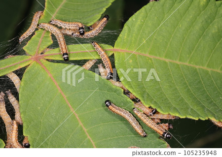 生物、昆蟲、遠坂太明蛾、中年幼蟲。群體生活直至長大 生物、昆蟲、遠坂太明蛾、中年幼蟲。群體生活直至長大 105235948