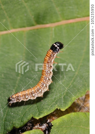Creature Insect Tosaka Futomei Moth, a middle-aged larva about two centimeters. At the end of life, the color becomes darker and it doubles in size. Creature Insect Tosaka Futomei Moth, a middle-aged larva about two centimeters. At the end of life, the color becomes darker and it doubles in size. 105235950
