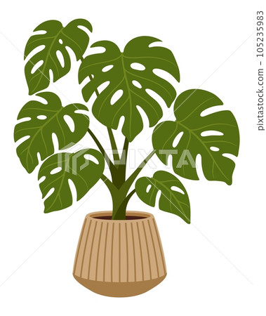 liguster pflanzen pro meter Ovalblttriger Liguster - Ligustrum ovalifolium - Blatt grn