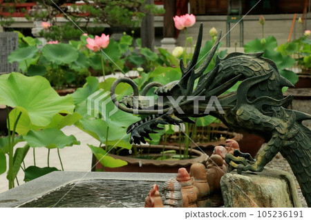 美麗盛開的蓮花和龍噴 美麗盛開的蓮花和龍噴 105236191