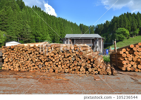 Forest maintenance Thinning timber collection point 105236544