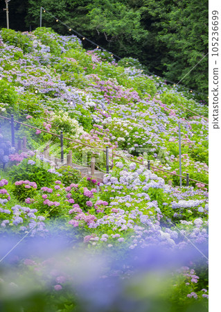 Gamagori City, Aichi Prefecture Landscape of blooming hydrangeas Gamagori City, Aichi Prefecture Landscape of blooming hydrangeas 105236699