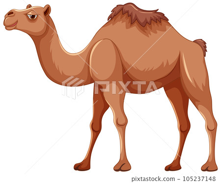 Walking Camel Isolated 105237148