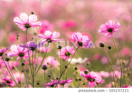 "Saitama Prefecture" Cosmos in full bloom, Fukiage cosmos field 105237221