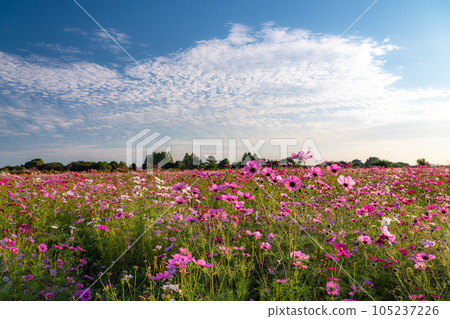 “埼玉縣”波斯菊盛開，吹上波斯菊田 105237226