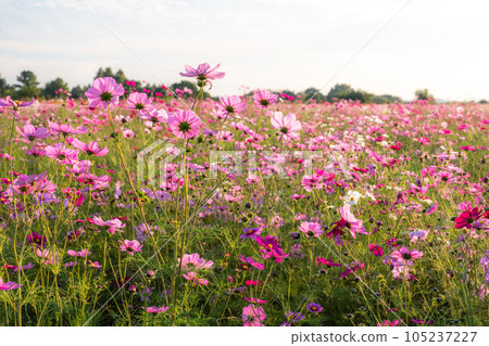 "Saitama Prefecture" Cosmos in full bloom, Fukiage cosmos field 105237227