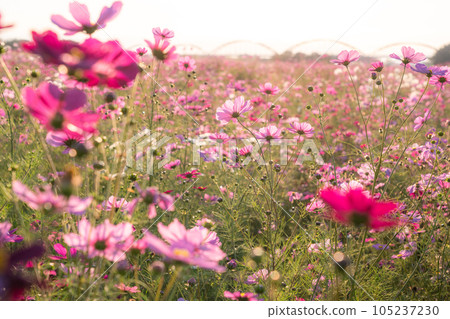 “埼玉縣”波斯菊盛開，吹上波斯菊田 105237230