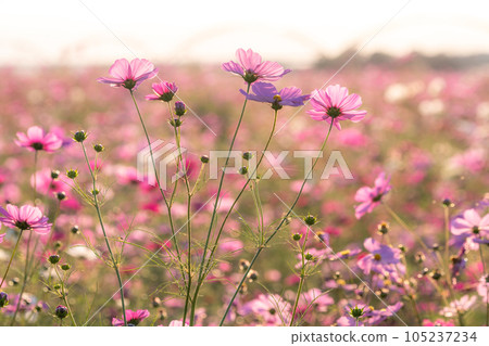 "Saitama Prefecture" Cosmos in full bloom, Fukiage cosmos field 105237234