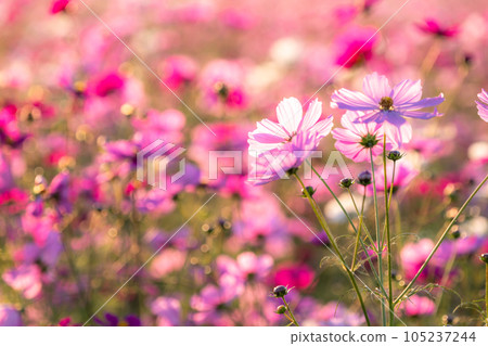 “埼玉縣”波斯菊盛開，吹上波斯菊田 105237244