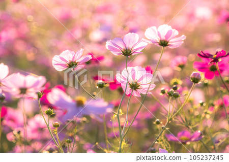 "Saitama Prefecture" Cosmos in full bloom, Fukiage cosmos field 105237245
