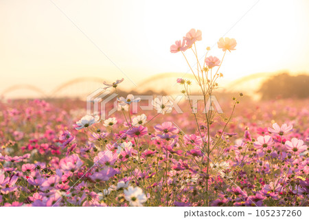 "Saitama Prefecture" Cosmos in full bloom, Fukiage cosmos field 105237260