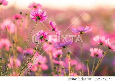 “埼玉縣”波斯菊盛開，吹上波斯菊田 105237268