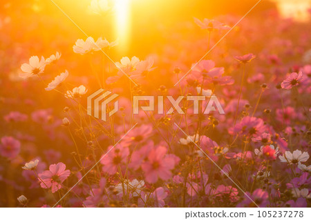 "Saitama Prefecture" Cosmos in full bloom, Fukiage cosmos field 105237278