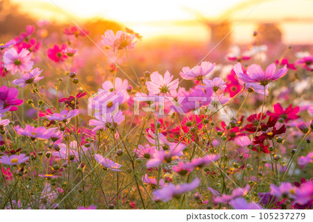 "Saitama Prefecture" Cosmos in full bloom, Fukiage cosmos field 105237279