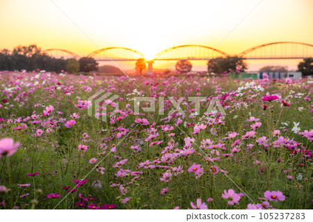 “埼玉縣”波斯菊盛開,吹上波斯菊田 “埼玉縣”波斯菊盛開,吹上波斯菊田 105237283