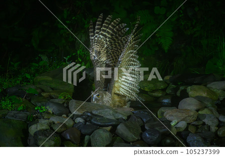 Blakiston 的魚鴞被捕獲 105237399