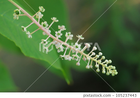 Flowers and buds of pokeweed Flowers and buds of pokeweed 105237443