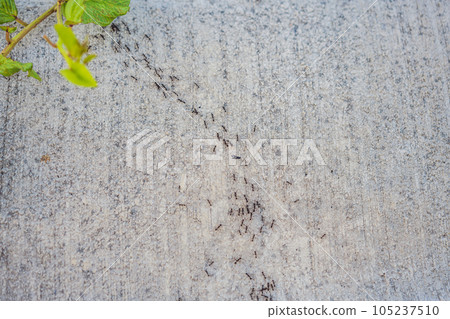 background, ants are running, problems with ants in the house 105237510