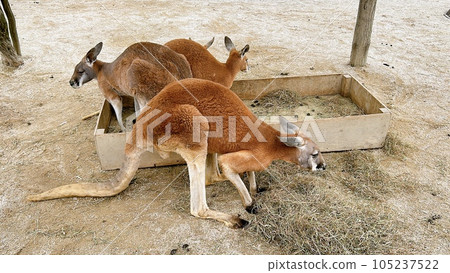 Kangaroos in Australia 105237522