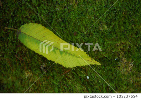 green colored leaves 105237654