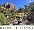 Horse riding in Zion National Park, USA 105237803