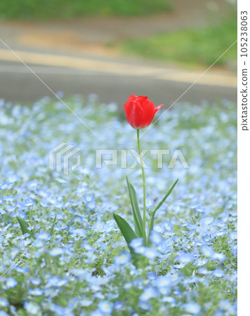 A single tulip blooming in the nemophila field A single tulip blooming in the nemophila field 105238063