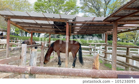horse riding horse riding 105238095