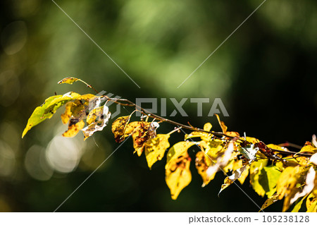 In the depths of autumn, the trees turn red and yellow, adding color to the mountains and rivers. 105238128