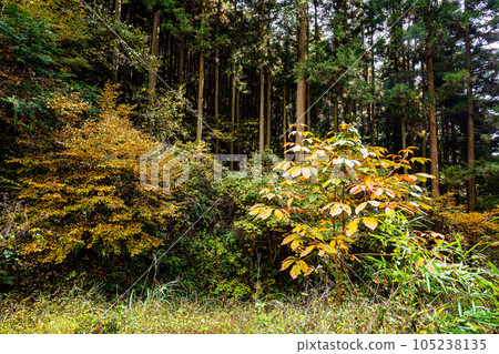 In the depths of autumn, the trees turn red and yellow, adding color to the mountains and rivers. In the depths of autumn, the trees turn red and yellow, adding color to the mountains and rivers. 105238135
