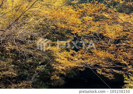In the depths of autumn, the trees turn red and yellow, adding color to the mountains and rivers. In the depths of autumn, the trees turn red and yellow, adding color to the mountains and rivers. 105238150