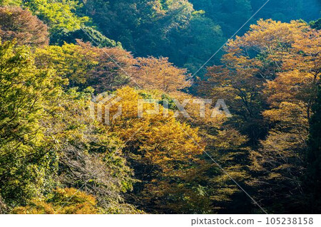 In the depths of autumn, the trees turn red and yellow, adding color to the mountains and rivers. In the depths of autumn, the trees turn red and yellow, adding color to the mountains and rivers. 105238158
