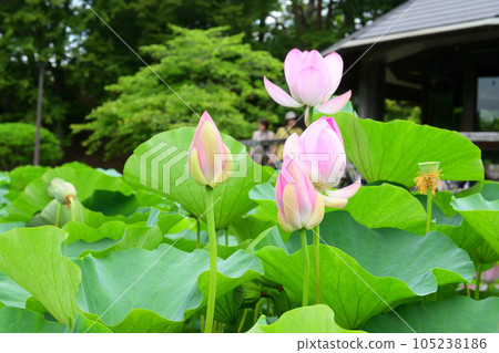 千葉公園的Oga蓮花 105238186