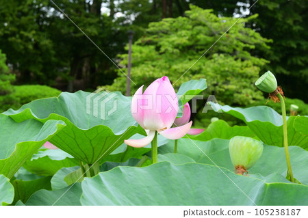 千葉公園的Oga蓮花 105238187