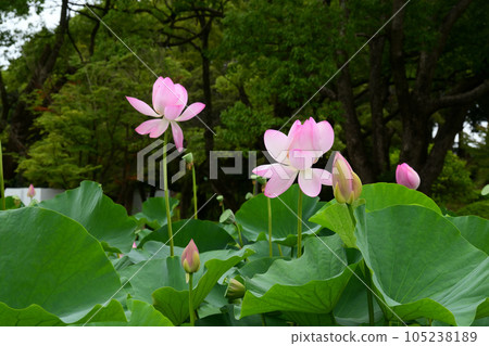 Oga lotus of Chiba Park 105238189