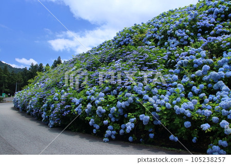 小河原高原：山坡上的藍色繡球花（德島縣佐河內村） 105238257