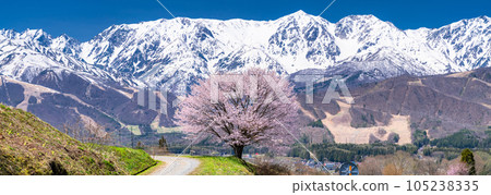 "Nagano Prefecture" Nodaira's one cherry tree and the scenery of Hakuba Village in the Northern Alps and spring 105238335