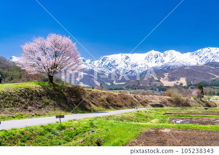 "Nagano Prefecture" Nodaira's one cherry tree and the scenery of Hakuba Village in the Northern Alps and spring 105238343