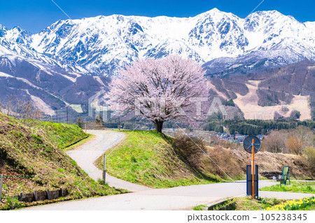 "Nagano Prefecture" Nodaira's one cherry tree and the scenery of Hakuba Village in the Northern Alps and spring "Nagano Prefecture" Nodaira's one cherry tree and the scenery of Hakuba Village in the Northern Alps and spring 105238345