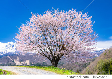 “長野縣”野平的一棵櫻花樹和北阿爾卑斯山白馬村的風景和春天 105238348