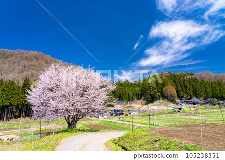 “長野縣”野平的一棵櫻花樹和北阿爾卑斯山白馬村的風景和春天 105238351