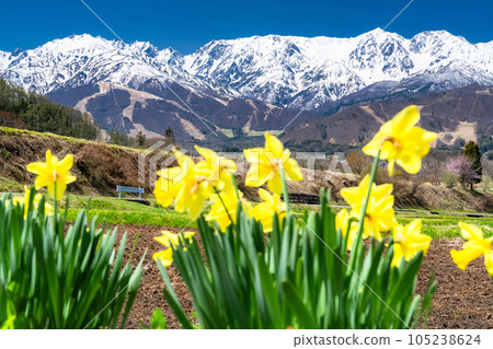 "Nagano Prefecture" Northern Alps of remaining snow, scenery of Hakuba village in spring 105238624