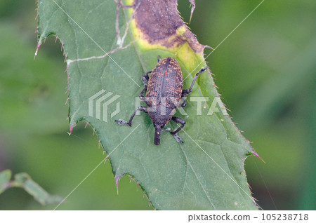 Greater burdock weevil (Tsurui Village, Hokkaido) Greater burdock weevil (Tsurui Village, Hokkaido) 105238718