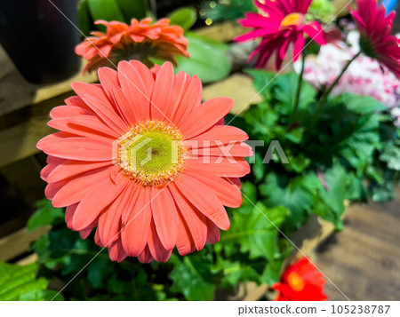 明亮的橙色非洲菊 明亮的橙色非洲菊 105238787