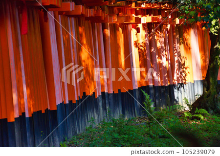 Beautiful torii at Fushimi Inari Shrine, Kyoto Beautiful torii at Fushimi Inari Shrine, Kyoto 105239079