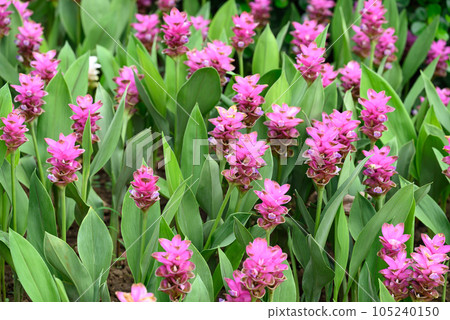 Pink Curcuma alismatifolia flower or Siam tulip blooming in rainy season, Thailand Pink Curcuma alismatifolia flower or Siam tulip blooming in rainy season, Thailand 105240150