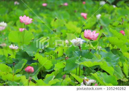 Lotus flower that has begun to bloom 105240262