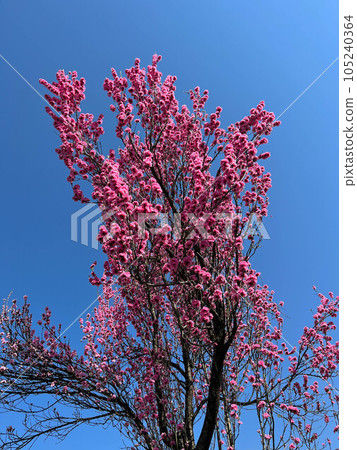 桃花映襯著春天的藍天 桃花映襯著春天的藍天 105240364